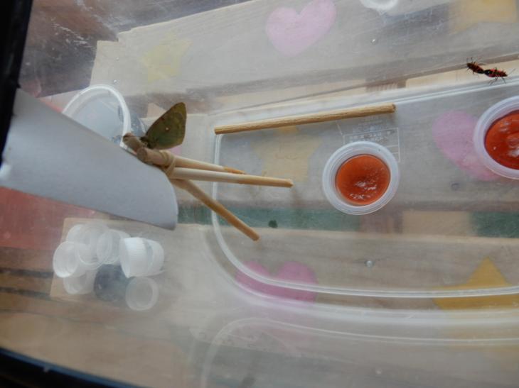 5月最後の日の保育|お知らせ|北見のぞみ幼稚園