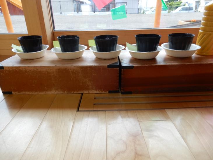 5月最後の日の保育|お知らせ|北見のぞみ幼稚園
