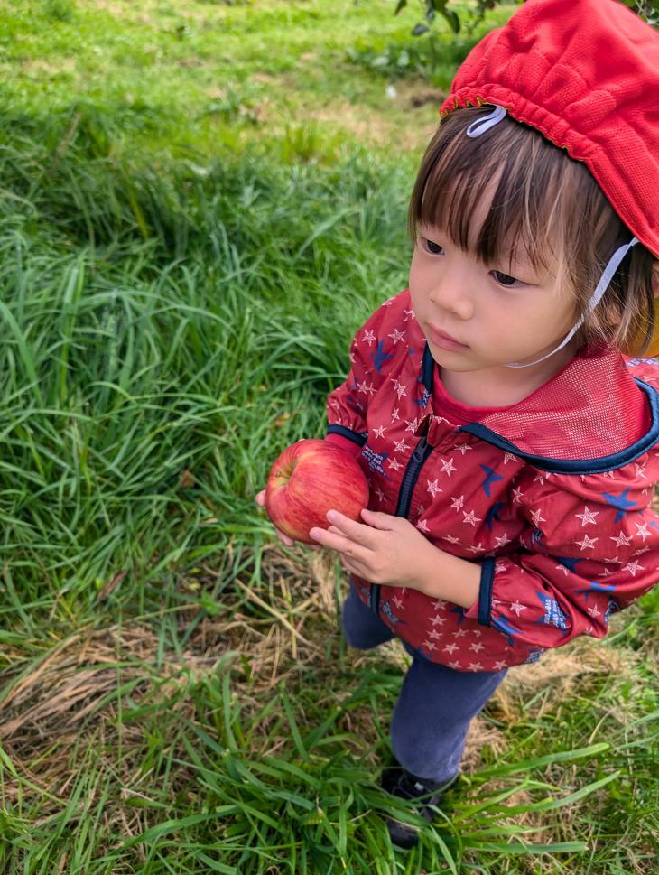 りんご狩りに行ったよ（1・2歳児クラス）｜認定こども園 北見のぞみ幼稚園